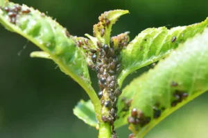 MadCow Tree Service—An infestation of cherry aphids on a tree leaf in Fairview Heights, IL.