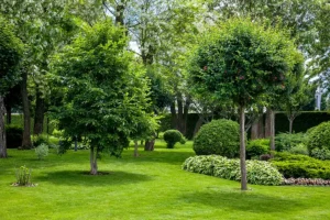 MadCow Tree Service —A variety of trees make up a beautiful landscape in the backyard of a home in Jerseyville, IL.