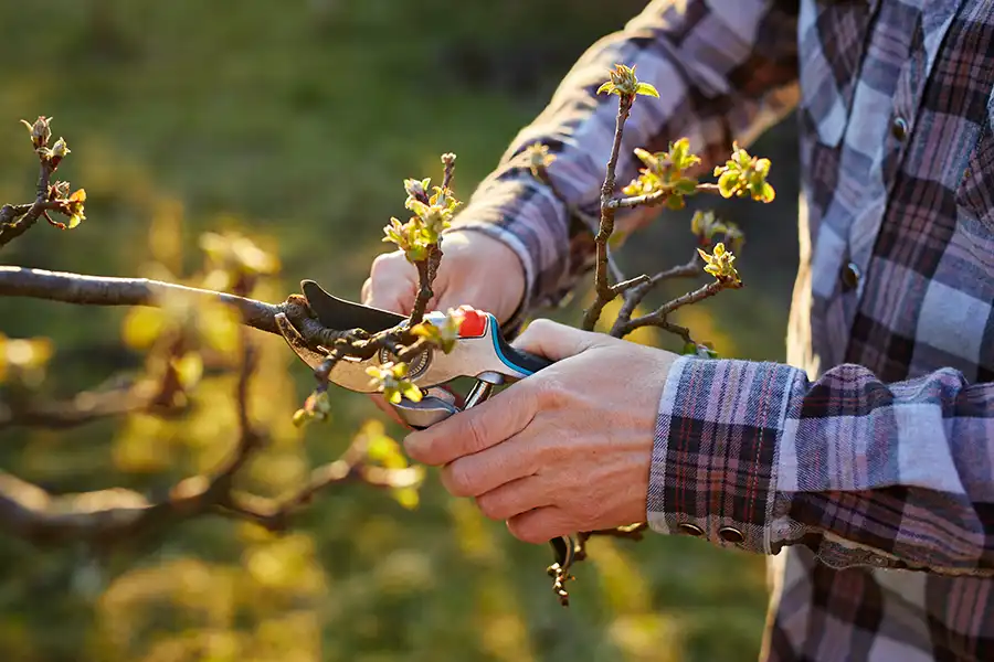 The Right Time for Seasonal Tree Pruning and Care