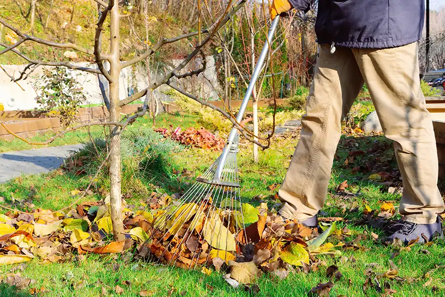 How Leaf Accumulation Can Harm Tree Roots