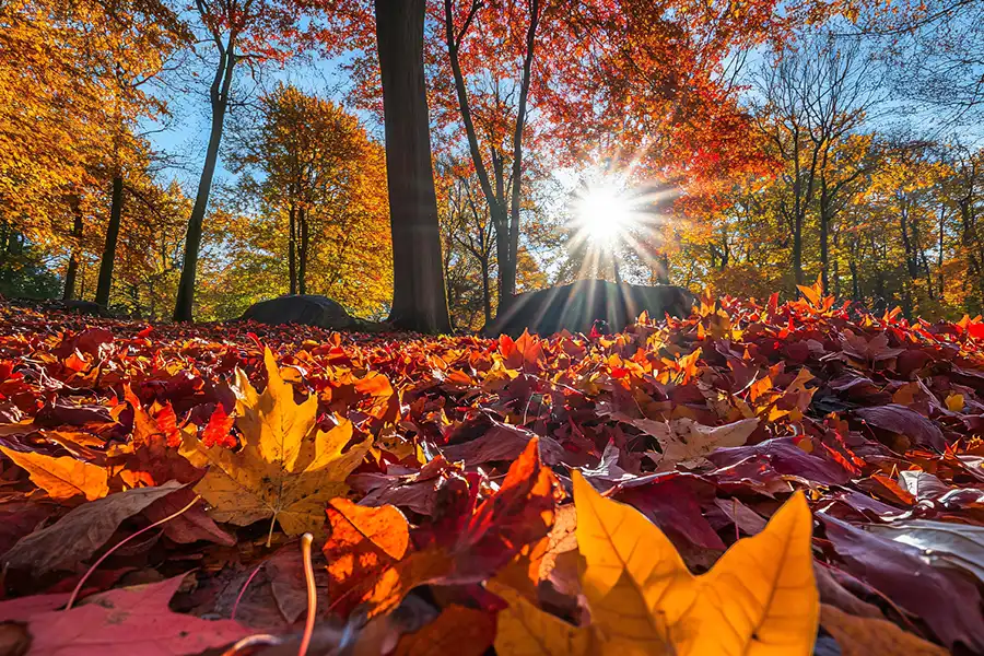 Best Practices for Safe Leaf Removal Around Trees