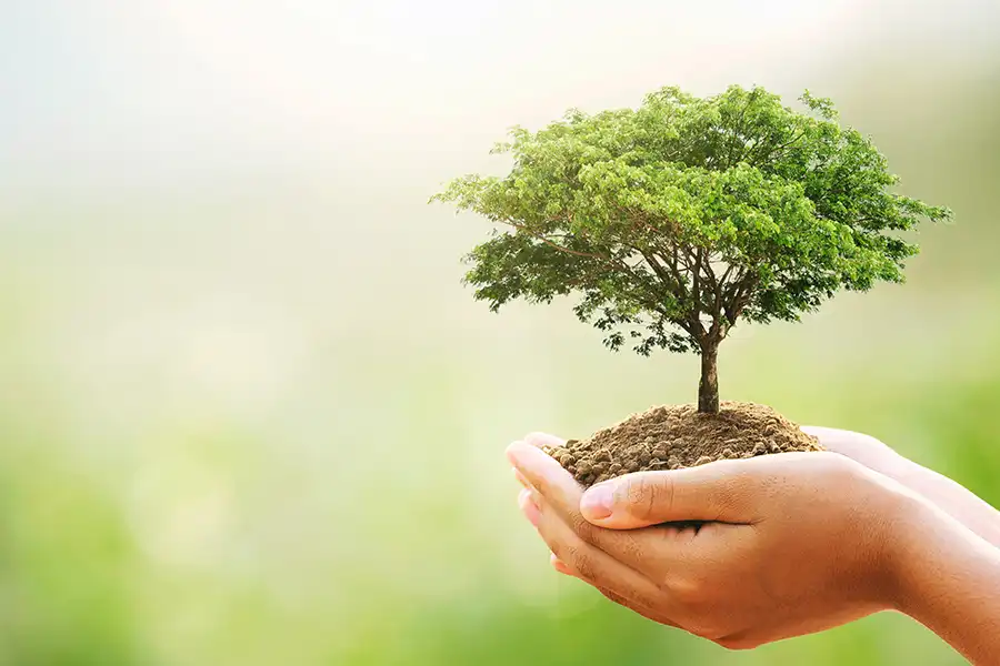 Top Tree Care Trends for Modern Homeowners