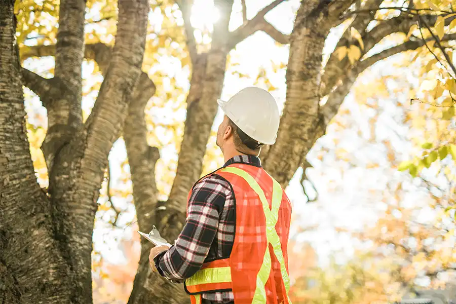 Preventative Tree Care: Staying Ahead of Problems