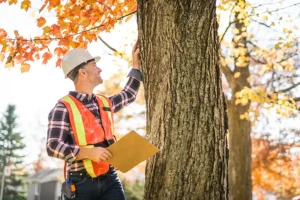 Madcow Tree Service – Arborist with a hard hat and safety vest holding a clipboard while inspecting a tree in Jerseyville, IL.