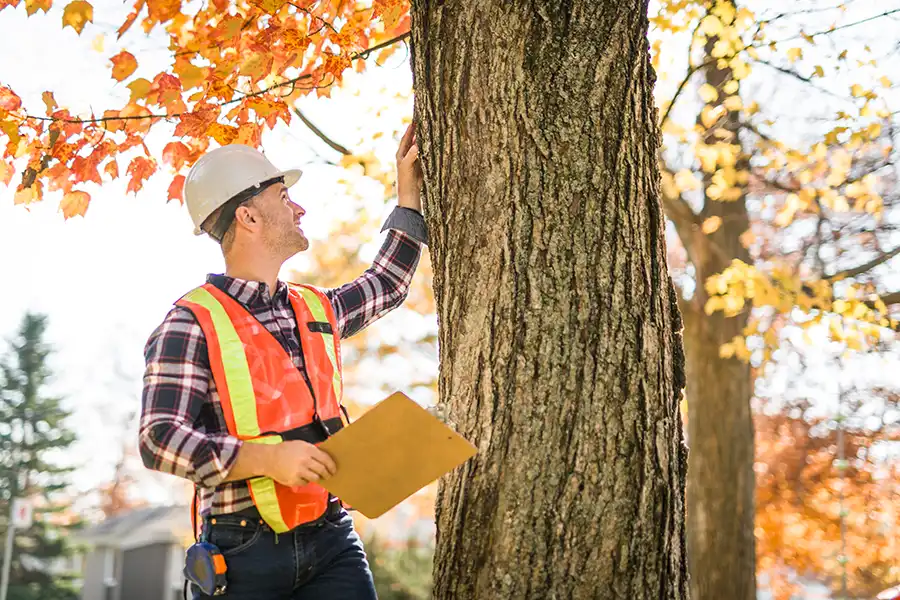 What to Expect During Your First Tree Service Visit