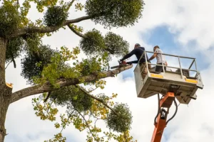 Madcow Tree Service – Two male arborists in a highchair lift platform holding a chainsaw cutting down branches on a tree in Florissant, MO.
