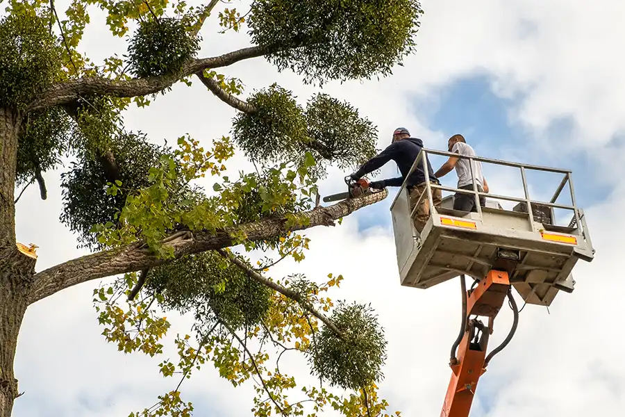 Benefits of Hiring a Local Tree Care Company