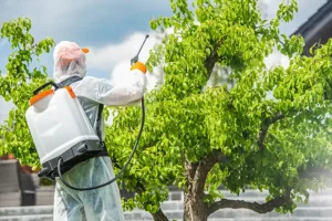 Madcow Tree Service—A professional arborist applies insecticide to a tree on a property in Granite City, IL.