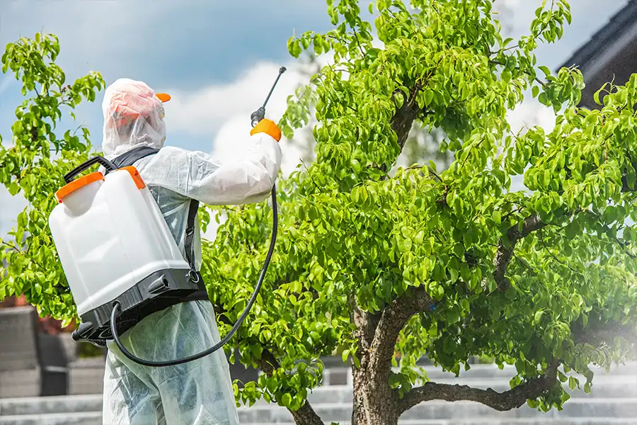 The Connection Between Tree Health and Pest Control