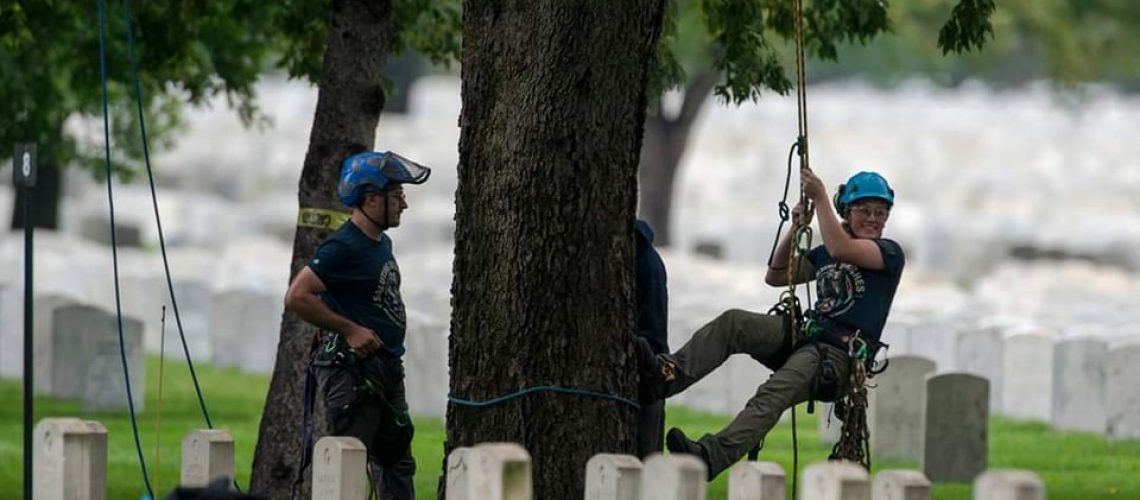 Trees for Heroes program, tree service workers providing tree maintenance in military cemetery - Alton, IL