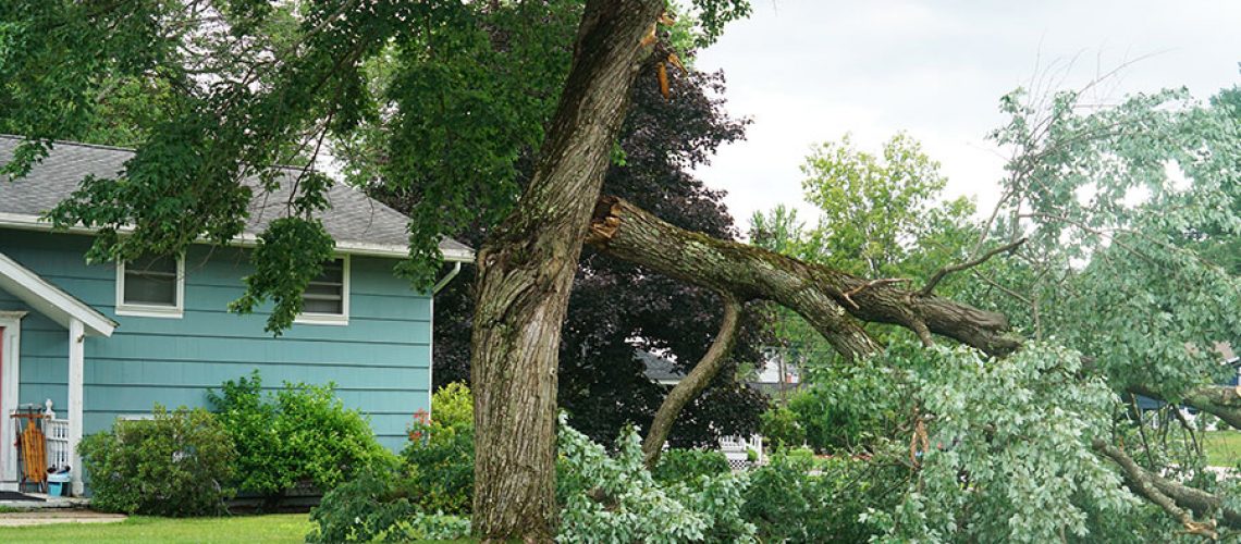 Part of a tree that has fallen on the property of an Alton, IL residence after a storm.