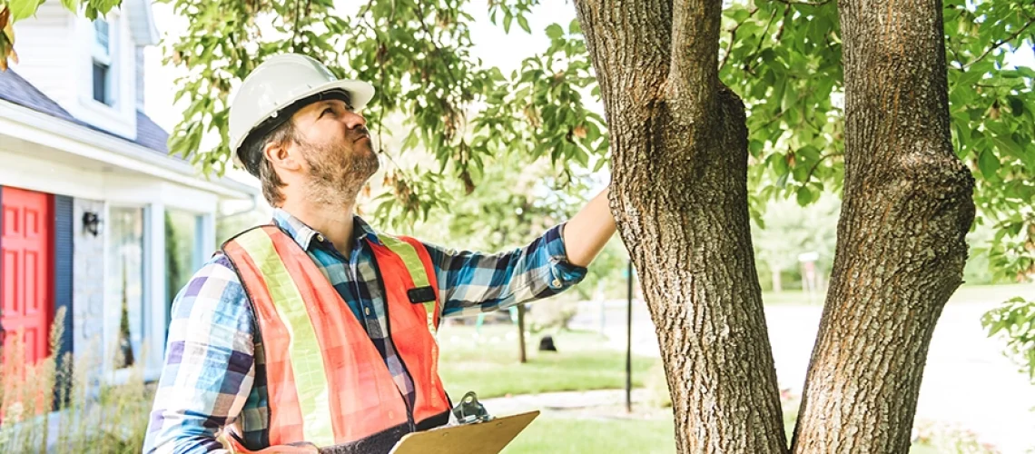 Arborist with an orange vest and clipboard inspecting a tree on the property of an Alton, IL resident.