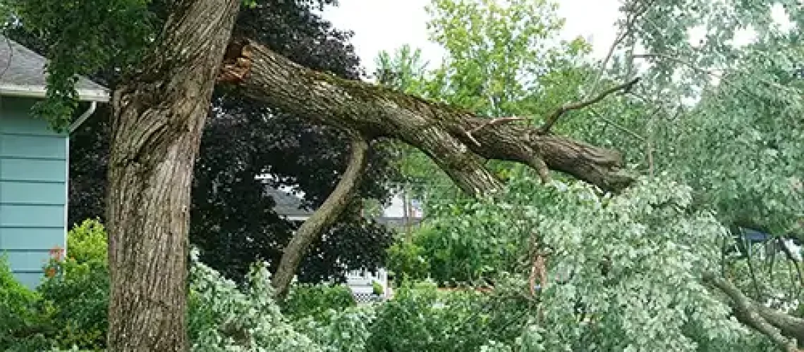 Madcow Tree Service – A tree that has fallen in front of a home in Fairview Heights, IL, after a storm.